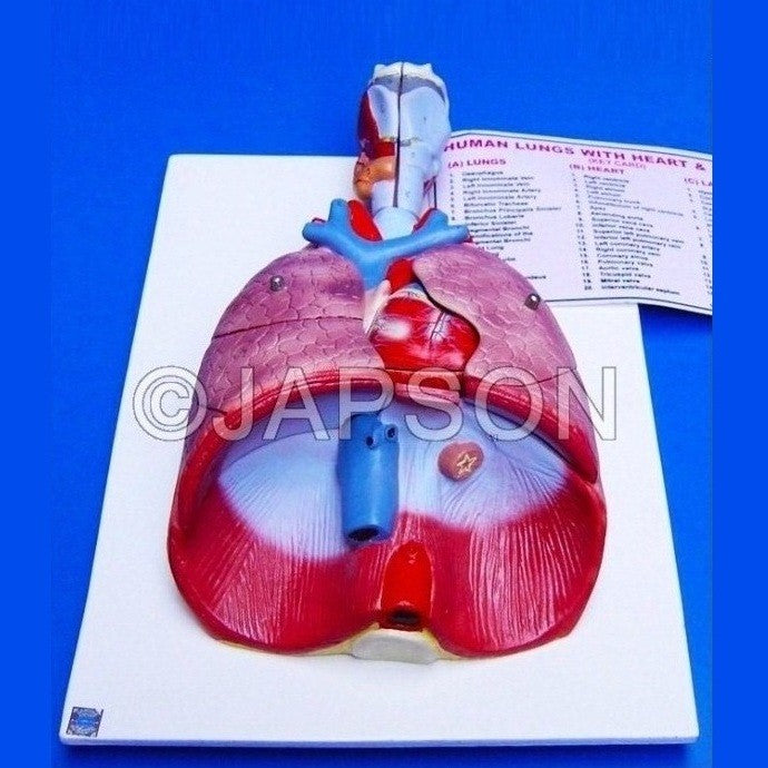 Human Lungs With Heart Human Lungs With Heart